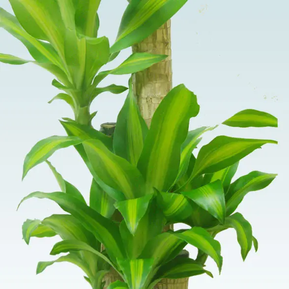 幸福の木(陶器鉢植込み、ラウンドタイプ白色)5