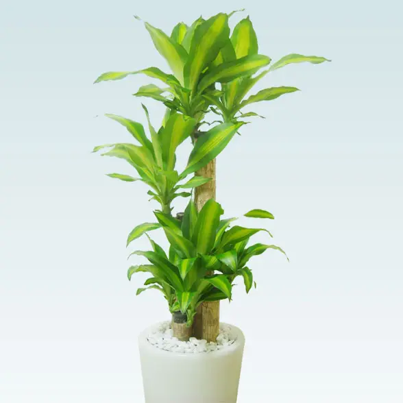 幸福の木(陶器鉢植込み、ラウンドタイプ白色)6