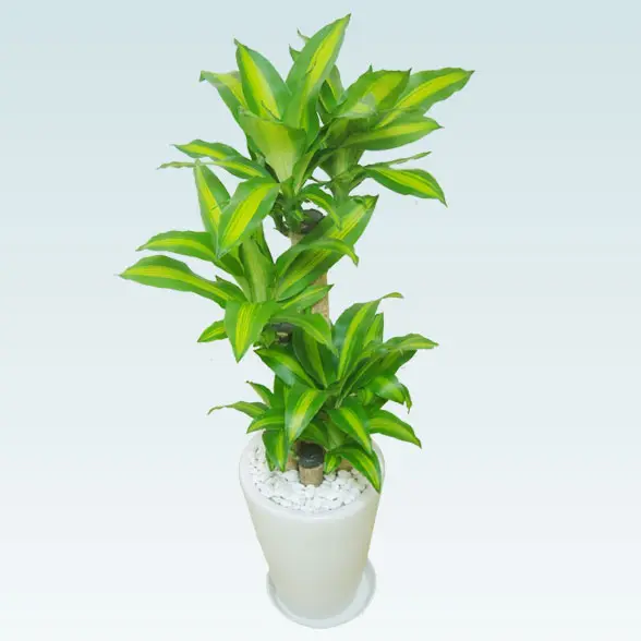 幸福の木(陶器鉢植込み、ラウンドタイプ白色)7