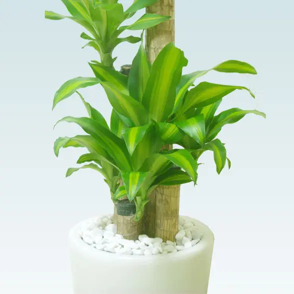 幸福の木(陶器鉢植込み、ラウンドタイプ白色)8