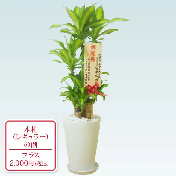 幸福の木(陶器鉢植込み、ラウンドタイプ白色)9