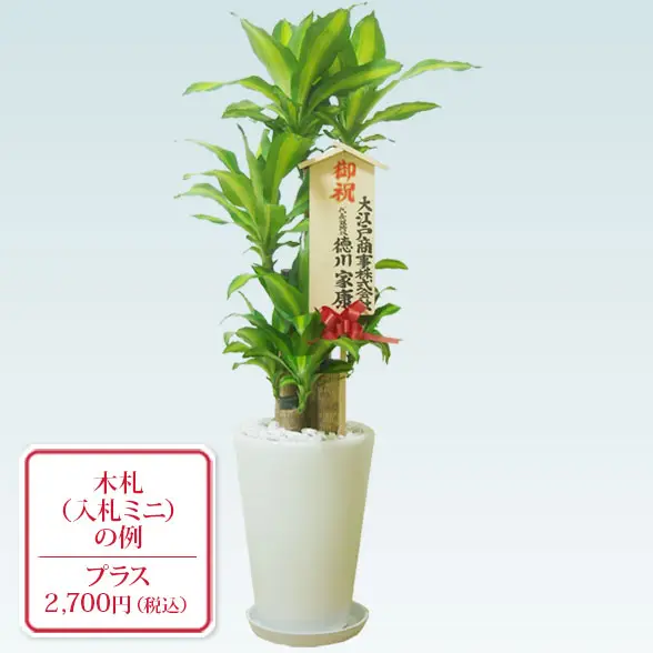 幸福の木(陶器鉢植込み、ラウンドタイプ白色)11