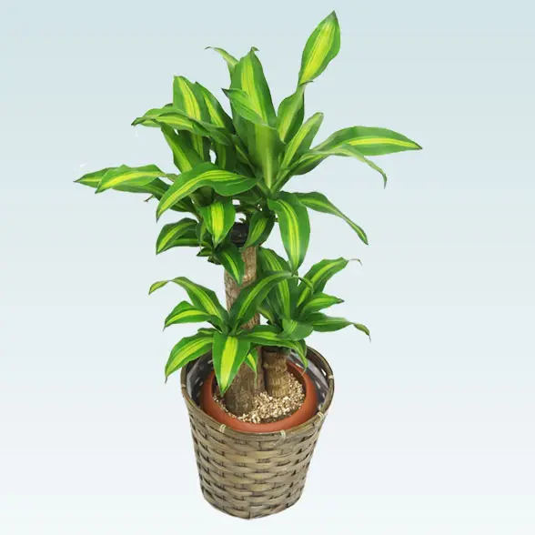 幸福の木(籐かご付、ダークブラウン色)　Sサイズ3