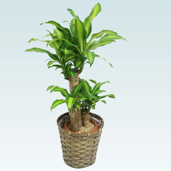 幸福の木(籐かご付、ダークブラウン色)　Sサイズ4