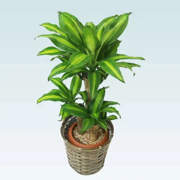 幸福の木(籐かご付、ダークブラウン色)　Sサイズ5