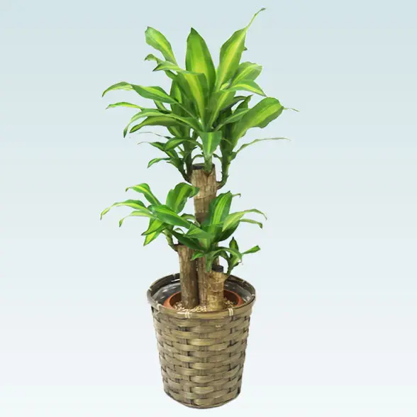 幸福の木(籐かご付、ダークブラウン色)　Sサイズ6