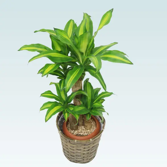 幸福の木(籐かご付、ダークブラウン色)　Sサイズ7