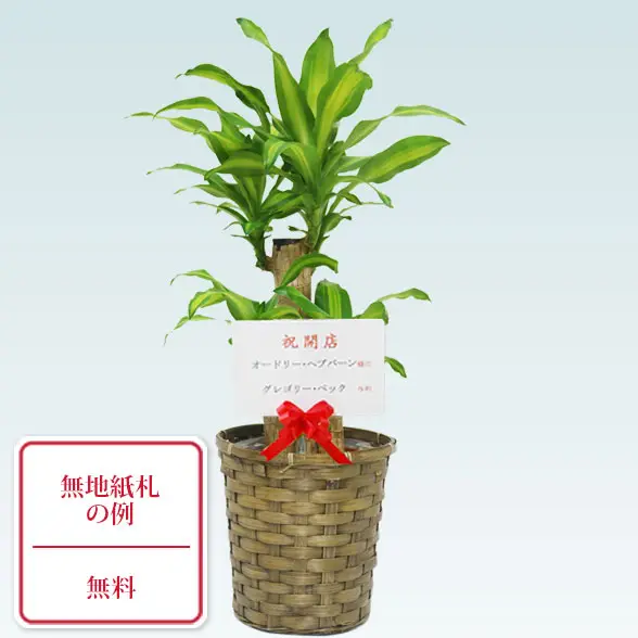 幸福の木(籐かご付、ダークブラウン色)　Sサイズ9