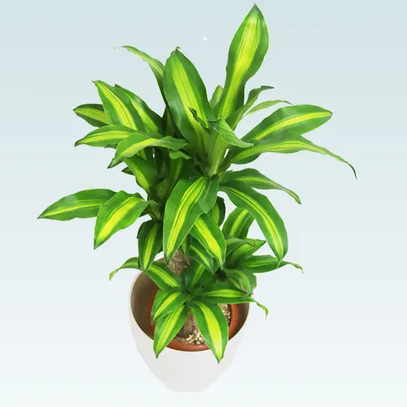 幸福の木(ラスターポット付)　Sサイズ3