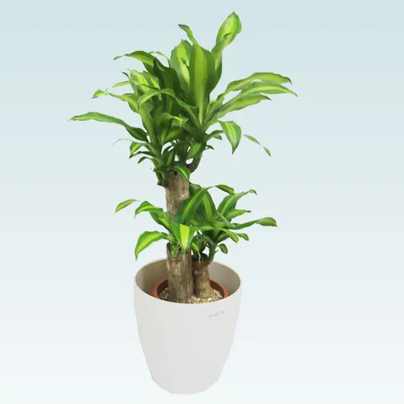 幸福の木(ラスターポット付)　Sサイズ4