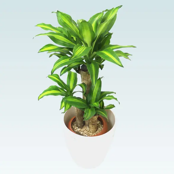 幸福の木(ラスターポット付)　Sサイズ5