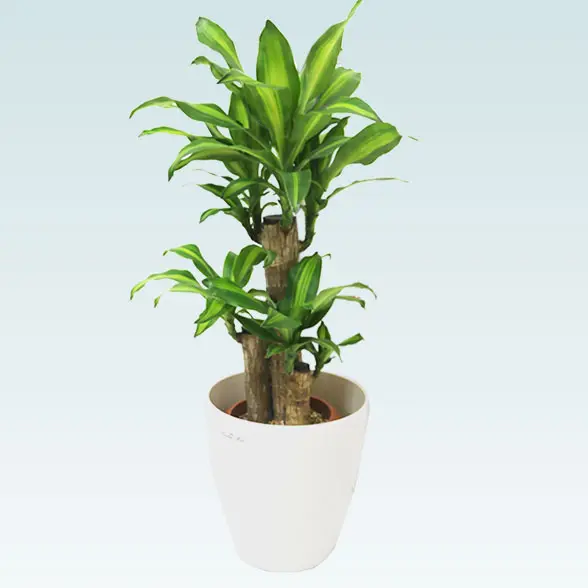 幸福の木(ラスターポット付)　Sサイズ6