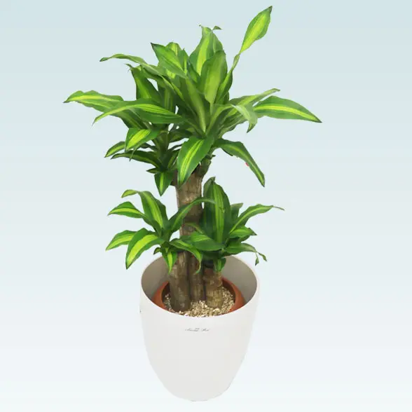 幸福の木(ラスターポット付)　Sサイズ7