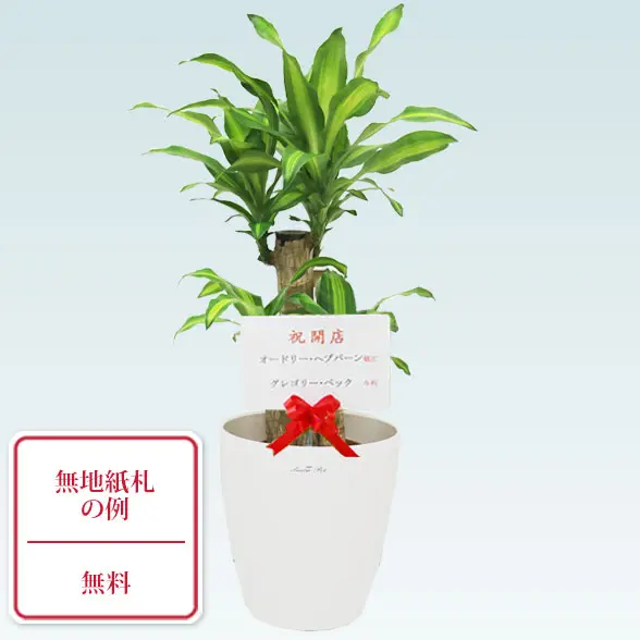 幸福の木(ラスターポット付)　Sサイズ9