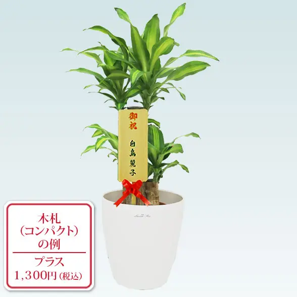 幸福の木(ラスターポット付)　Sサイズ10