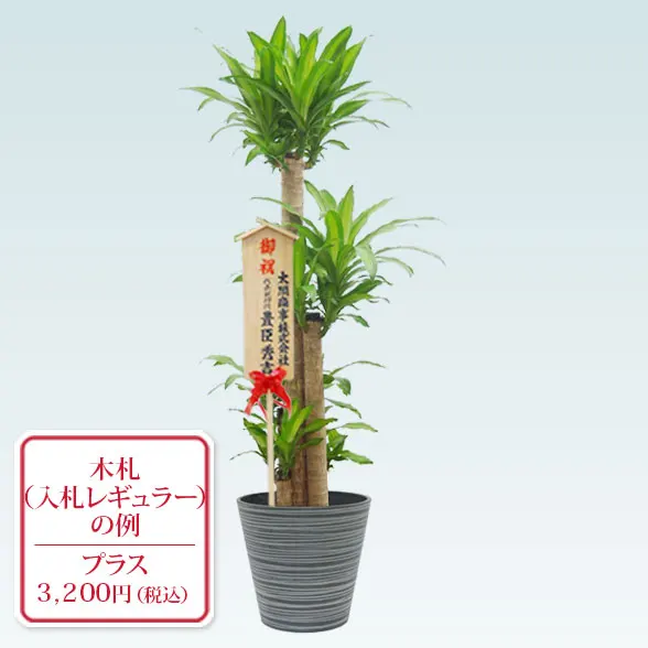 幸福の木(エコフレンドリーポット付)　Lサイズ10