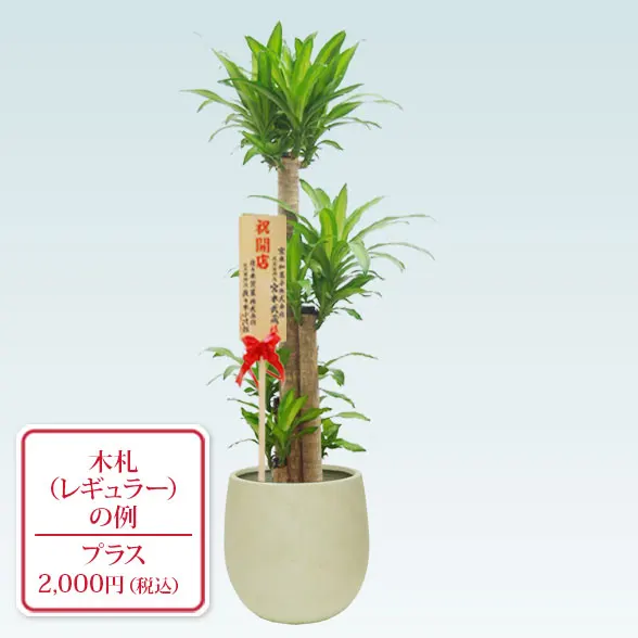 幸福の木(バルーン型、グラスファイバー製鉢カバー付)　Lサイズ９