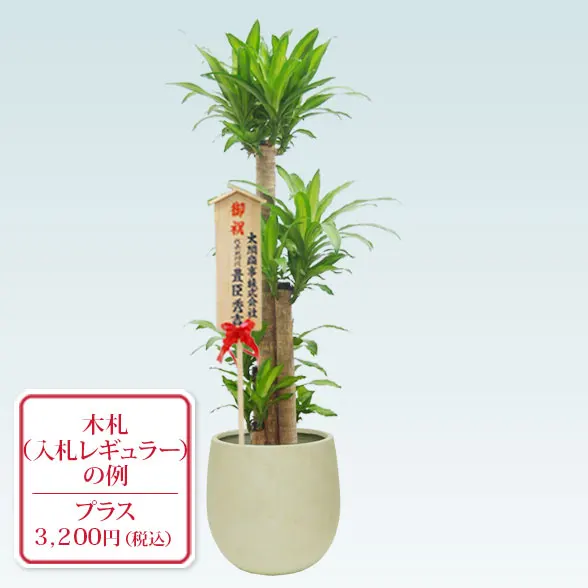 幸福の木(バルーン型、グラスファイバー製鉢カバー付)　Lサイズ１０