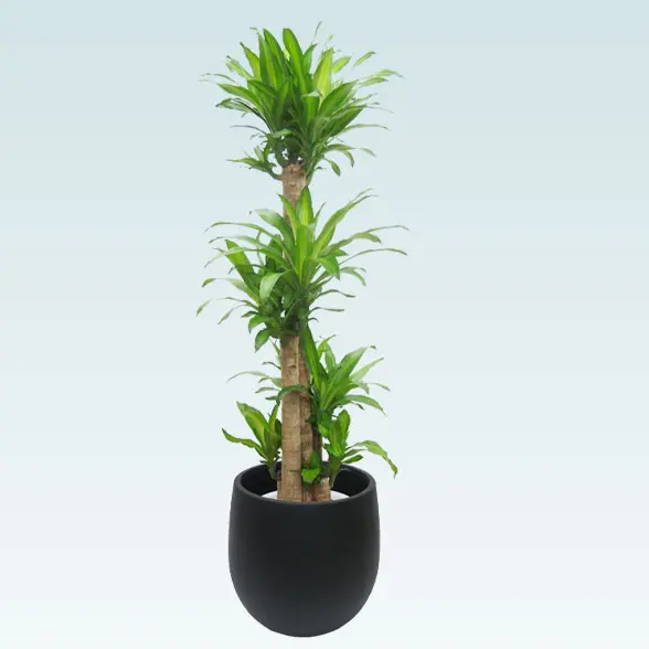 幸福の木(バルーン型、グラスファイバー製鉢カバー付)　Lサイズ　黒　横から