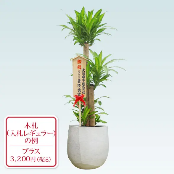 幸福の木(ラグジュアリー型、グラスファイバー製鉢カバー付)　Lサイズ　入札付き