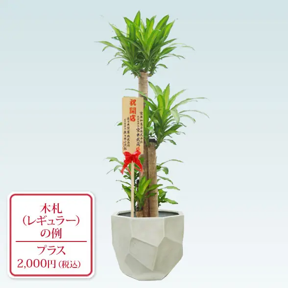 幸福の木(多面体型、グラスファイバー製鉢カバー付)　Lサイズ　　レギュラー札付き