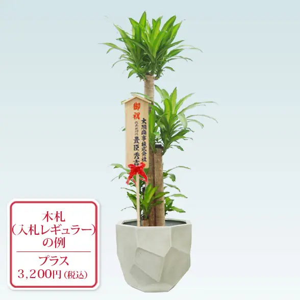 幸福の木(多面体型、グラスファイバー製鉢カバー付)　Lサイズ　　入札付き
