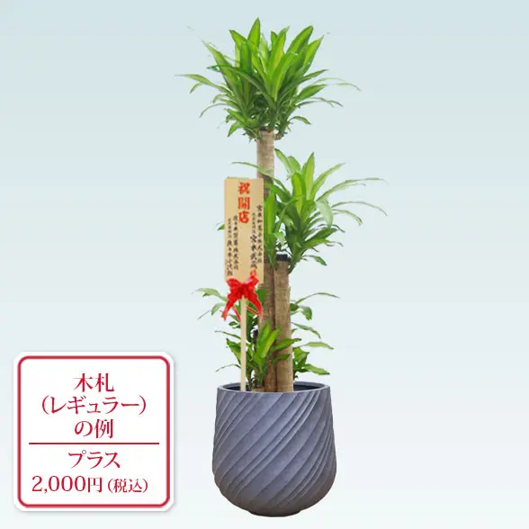 幸福の木(スパイラル型、グラスファイバー製鉢カバー付)　Lサイズ　　グレー　レギュラー札付き