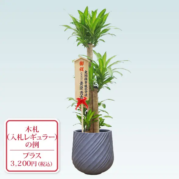 幸福の木(スパイラル型、グラスファイバー製鉢カバー付)　Lサイズ　　グレー　入札付き