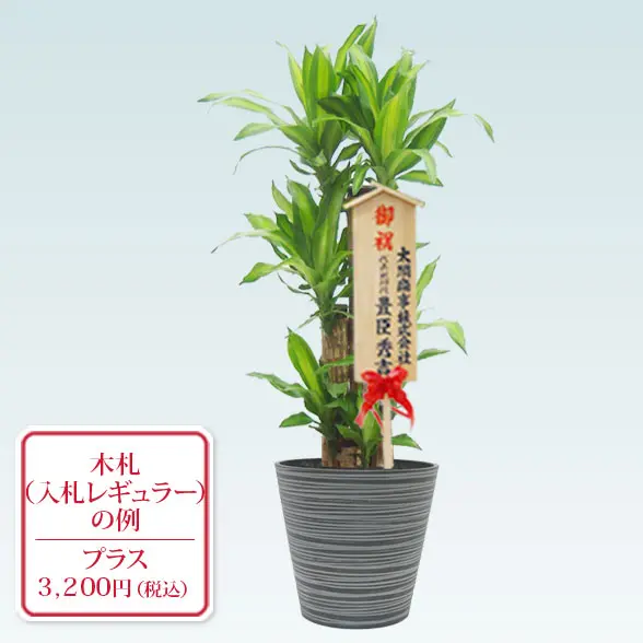 幸福の木(エコフレンドリーポット付)　Ｍサイズ　入札付き