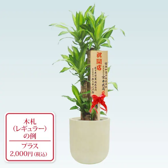 幸福の木(U字ポット型、グラスファイバー製鉢カバー付)　Ｍサイズ10