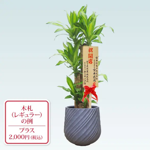 幸福の木(スパイラル型、グラスファイバー製鉢カバー付)　Ｍサイズ レギュラー札付き