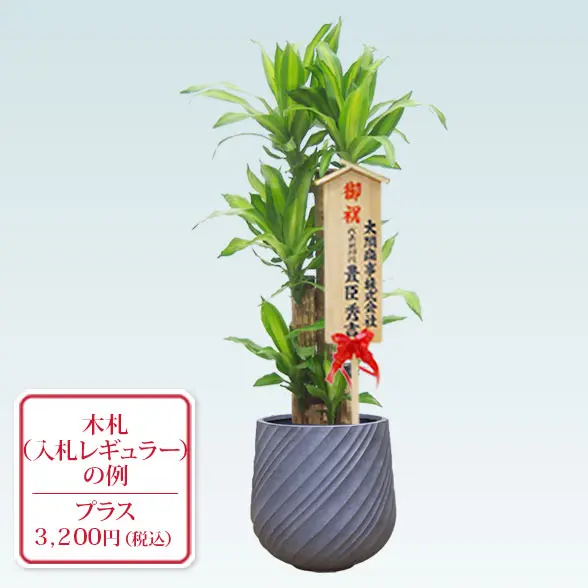 幸福の木(スパイラル型、グラスファイバー製鉢カバー付)　Ｍサイズ　入札付き