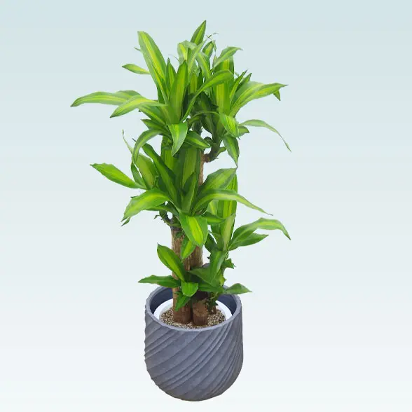 幸福の木(スパイラル型、グラスファイバー製鉢カバー付)　Ｍサイズ 上から