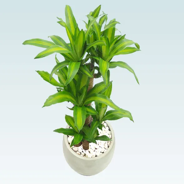 幸福の木(グラスファイバー製鉢植込み、バルーン型)3