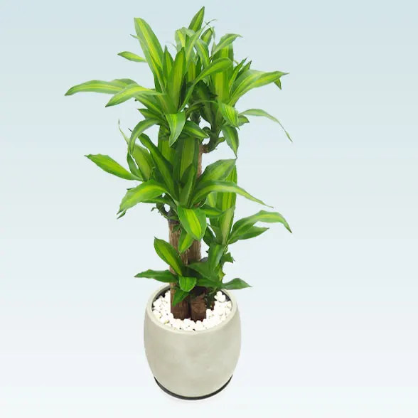 幸福の木(グラスファイバー製鉢植込み、バルーン型)20