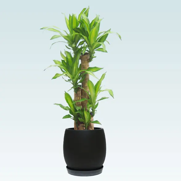 幸福の木(グラスファイバー製鉢植込み、バルーン型)1
