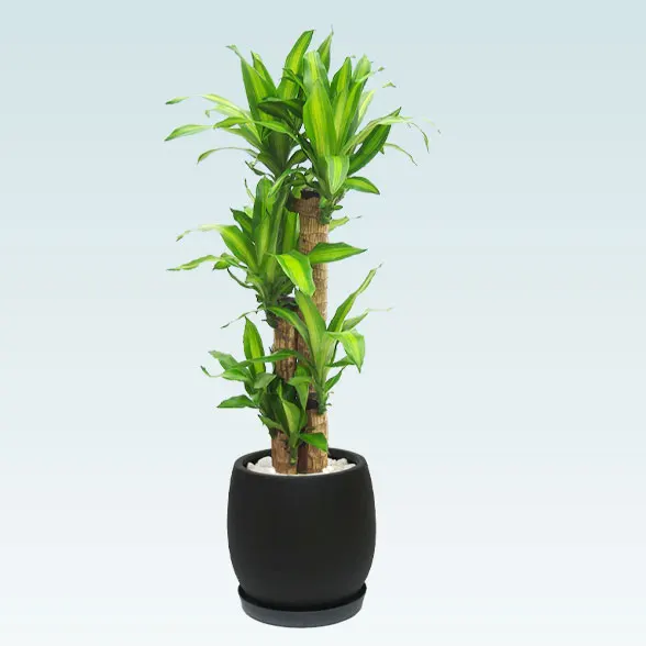 幸福の木(グラスファイバー製鉢植込み、バルーン型)4