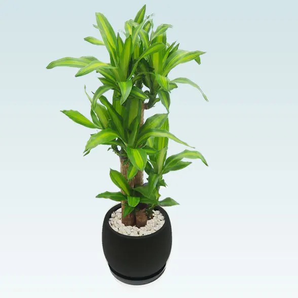 幸福の木(グラスファイバー製鉢植込み、バルーン型)20