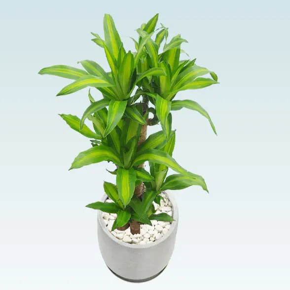 幸福の木(グラスファイバー製鉢植込み、チューリップ型)　スタイリッシュ3