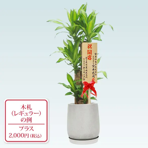 幸福の木(グラスファイバー製鉢植込み、チューリップ型)　スタイリッシュ10