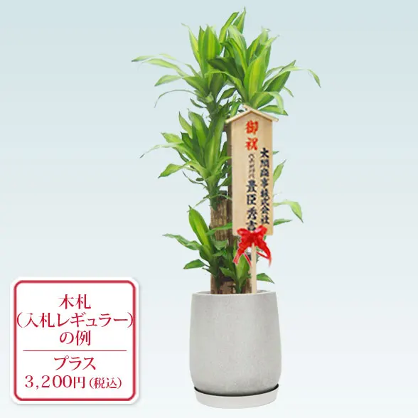 幸福の木(グラスファイバー製鉢植込み、チューリップ型)　スタイリッシュ11