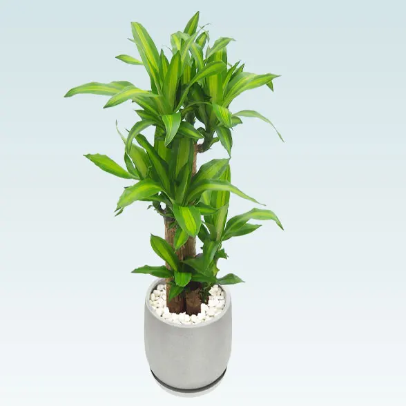 幸福の木(グラスファイバー製鉢植込み、チューリップ型)　スタイリッシュ20