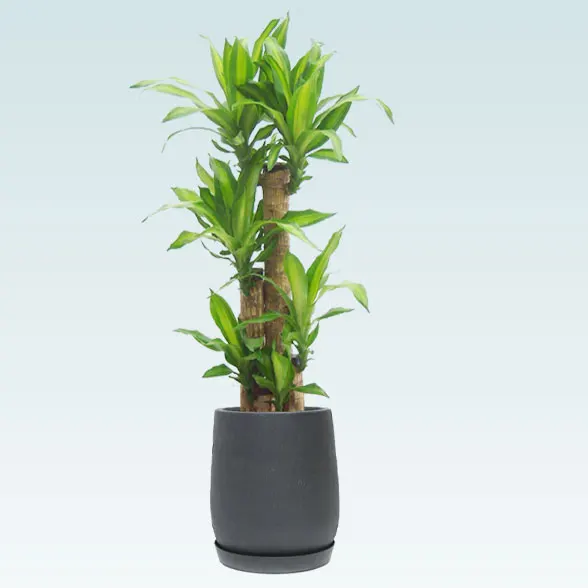 幸福の木(グラスファイバー製鉢植込み、チューリップ型)　スタイリッシュ61