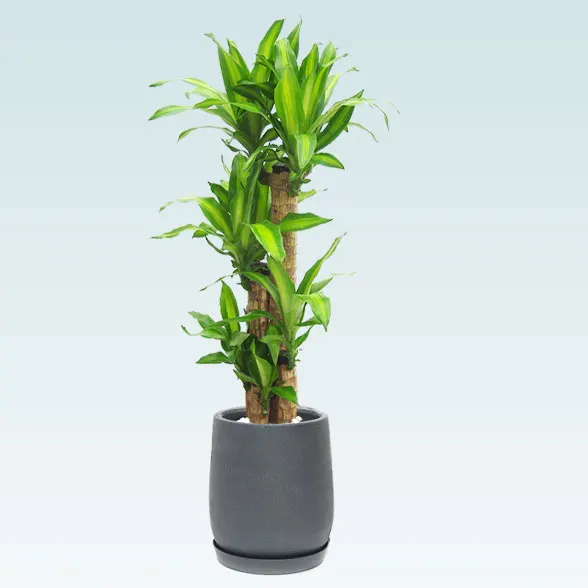 幸福の木(グラスファイバー製鉢植込み、チューリップ型)　スタイリッシュ64