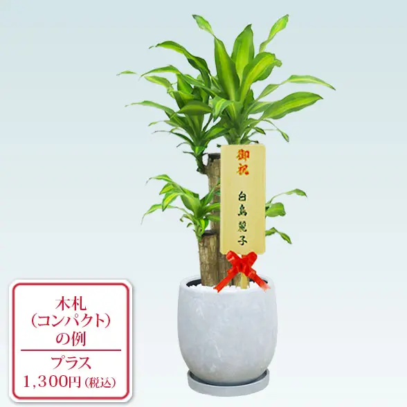 幸福の木(陶器鉢　ボウル型　パステルブルー)10