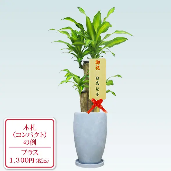 幸福の木(陶器鉢　オーバル型　パステルブルー)　10
