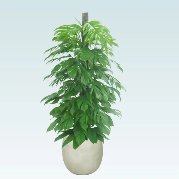 マングーカズラ(バルーン型、グラスファイバー製鉢カバー付)　Lサイズ１