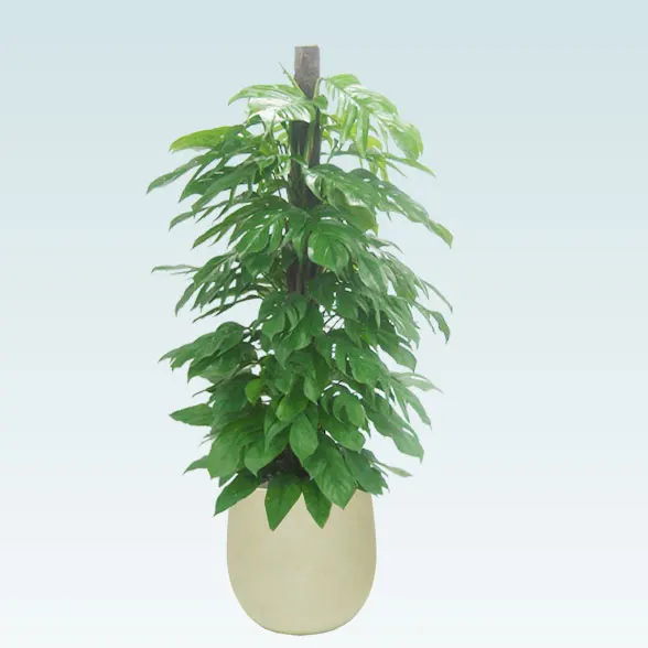 マングーカズラ(バルーン型、グラスファイバー製鉢カバー付)　Lサイズ３