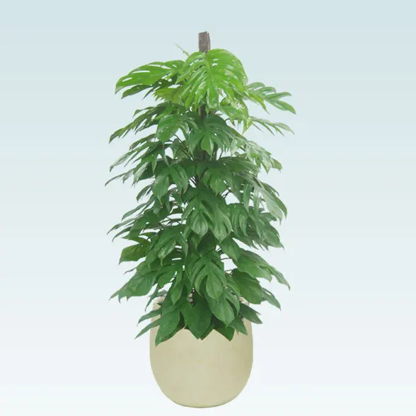 マングーカズラ(バルーン型、グラスファイバー製鉢カバー付)　Lサイズ６