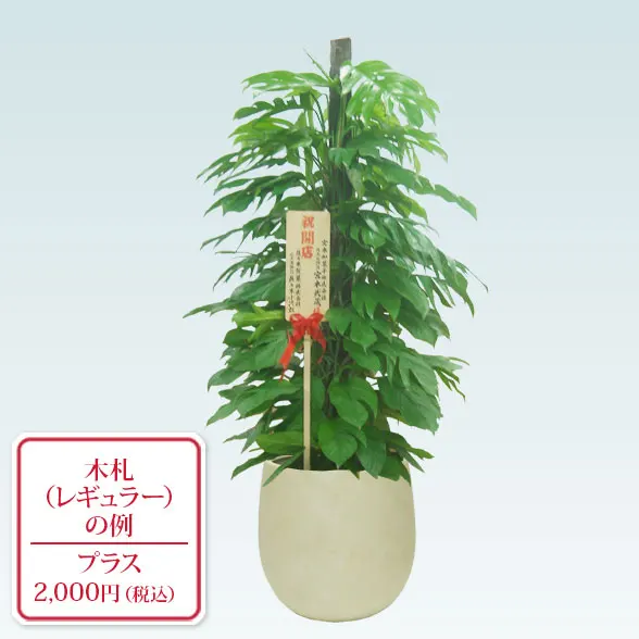 マングーカズラ(バルーン型、グラスファイバー製鉢カバー付)　Lサイズ９